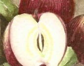 Watercolor ACEO Original  Apples