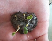 Butterfly and Hummingbird Friendly Seed Bombs of Love- North American Native
