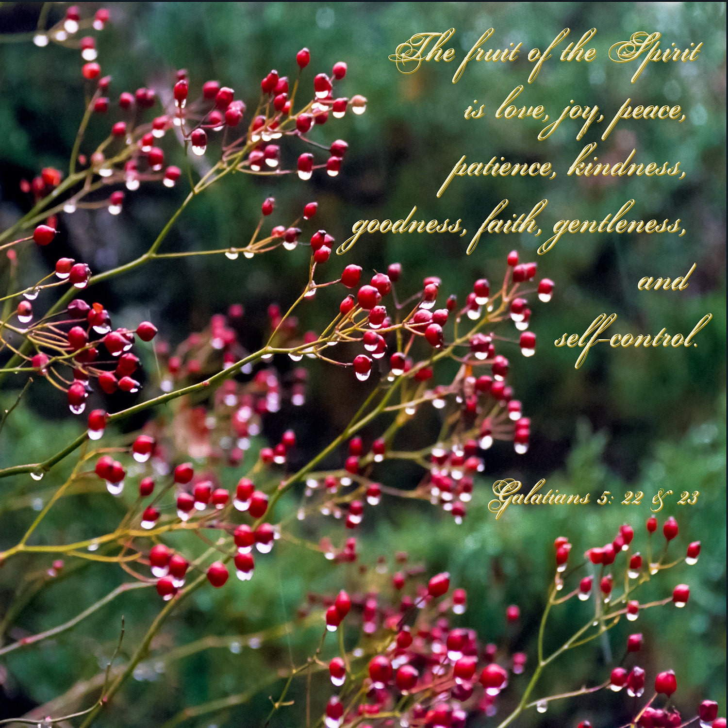 Red Berries and Raindrops, Woodland Home Decor, 12 x 12 Inch Giclee Typography, Inspirational, Fruit of the Spirit, Cotton Rag Paper