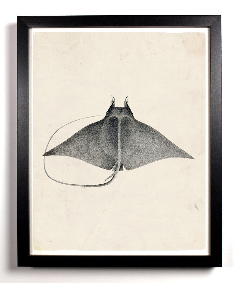 The Beautiful Manta Ray Antique Illustration  8 x 10 Giclee Art Print Upcled Collage Recycled Book Art Buy 2 Get 1 FREE