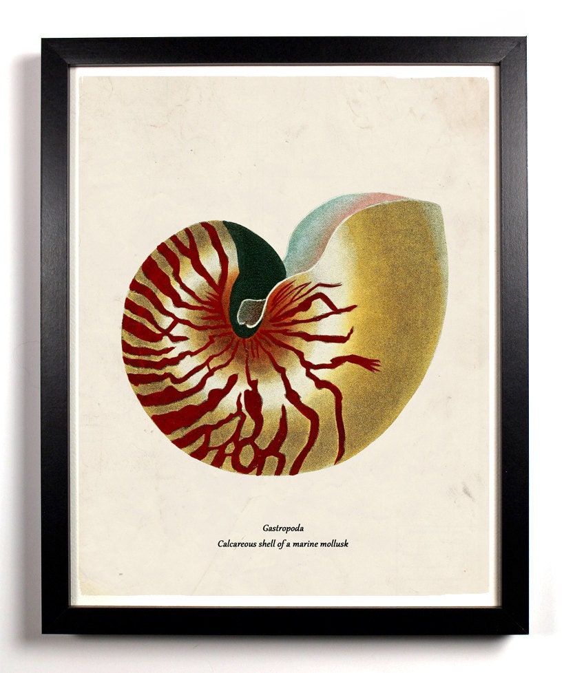 The Full Colored Sea Shell Antique Illustration  8 x 10 Giclee Art Print Upcled Collage Recycled Book Art Buy 2 Get 1 FREE