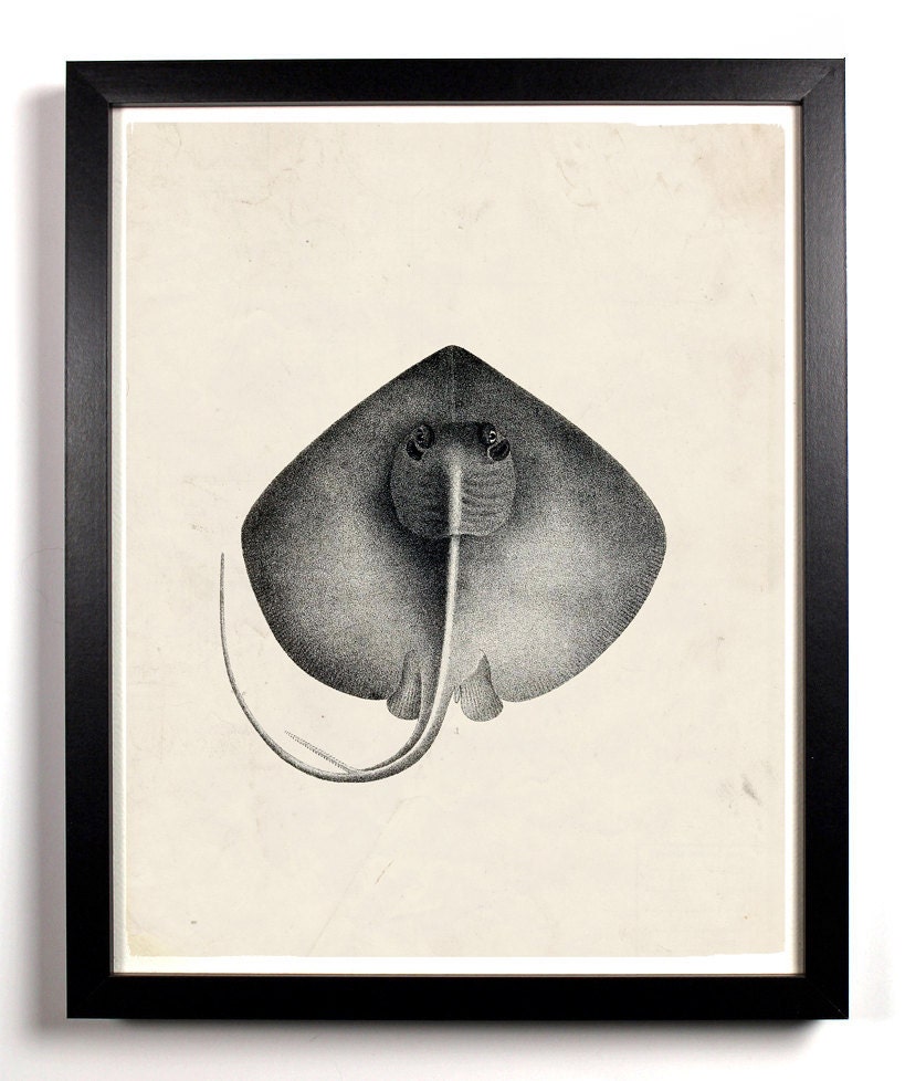 The Beautiful Sting Ray Antique Illustration  8 x 10 Giclee Art Print Upcled Collage Recycled Book Art Buy 2 Get 1 FREE