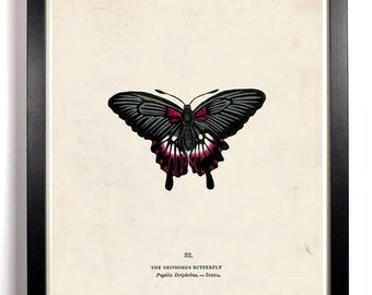 The Butterfly Taxonomy Deiphobus Butterfly Antique Illustration  8 x 10 Giclee Art Print Upcled Collage Recycled Book Art Buy 2 Get 1 FREE