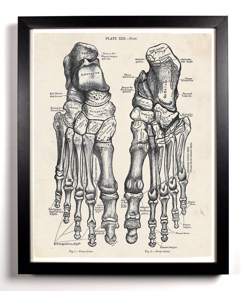 The Human Feet Anatomy Antique Illustration  8 x 10 Giclee Art Print Upcled Collage Recycled Book Art Buy 2 Get 1 FREE
