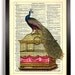 Peacock on Birdcage Repurposed Book Upcycled Dictionary Art Vintage Book Print Recycled Vintage Dictionary Page Buy 2 Get 1 FREE