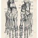 The Human Feet Anatomy Antique Illustration  8 x 10 Giclee Art Print Upcled Collage Recycled Book Art Buy 2 Get 1 FREE