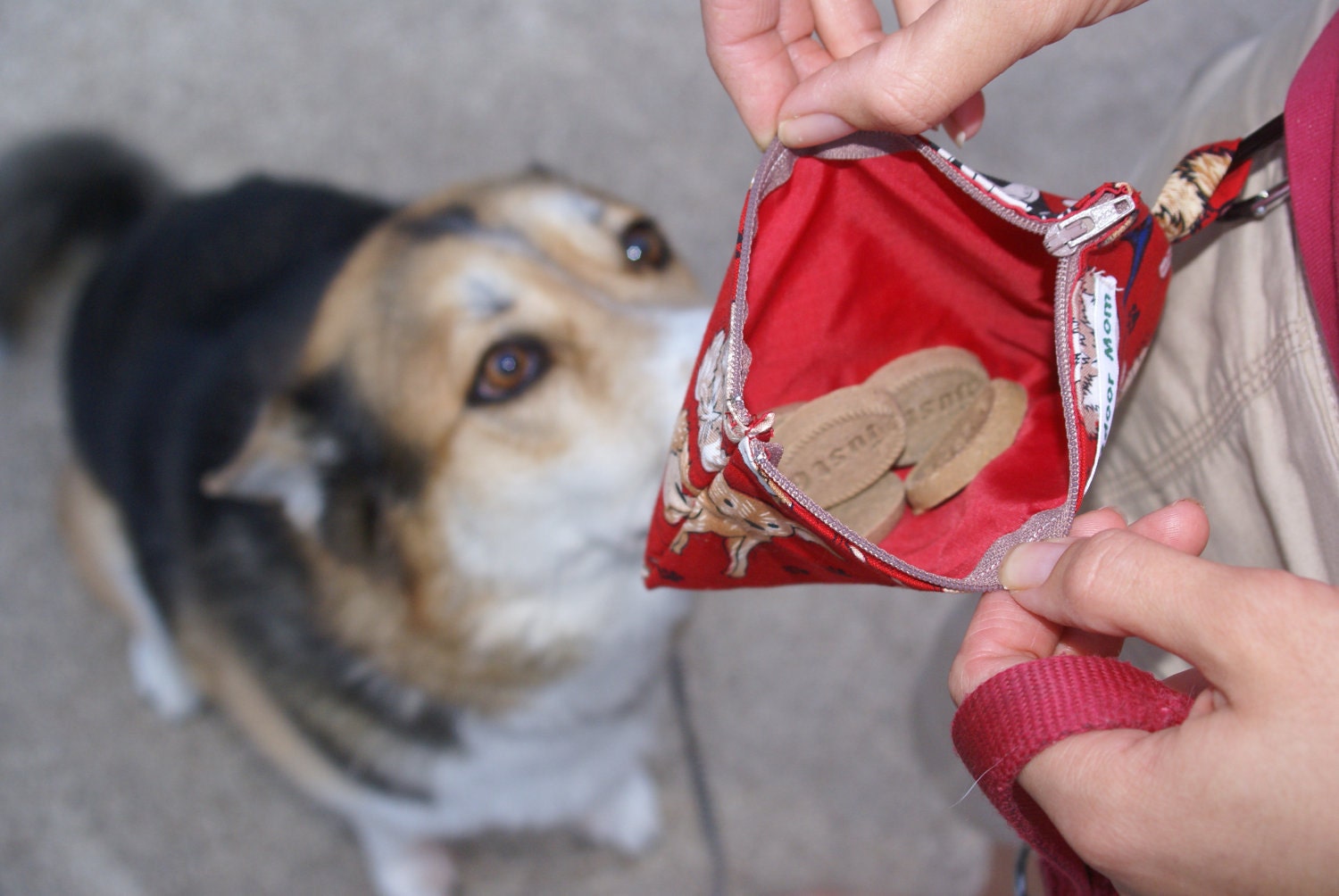 Water Resistant Dog Treat Bag with Carabiner - Fun and Bright Dog Print Fabric