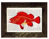 Vintage Book Print Dictionary or Encyclopedia Page Print- Book print Red rock fish Print on Vintage Dictionary Bookart art