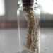 Cruelty Free - Specimen - Snake Spinal Column Reptile Bone Bones Fang Venomous Rattler Rattlesnake - Taxidermy Religious Educational Spell