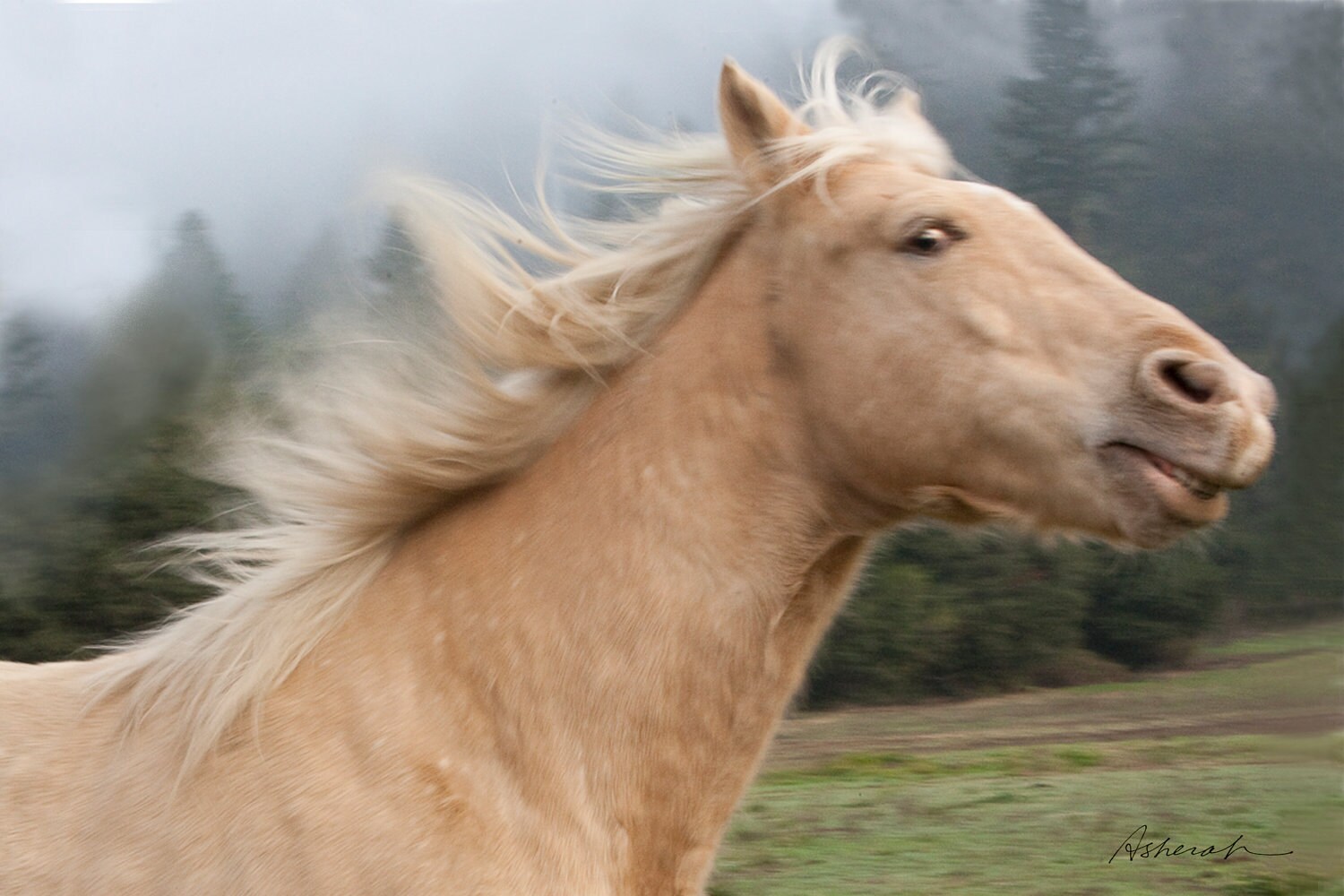 Horse Cute