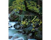 Tenaya Creek - Limited Edition Photo - 12x16" Matted