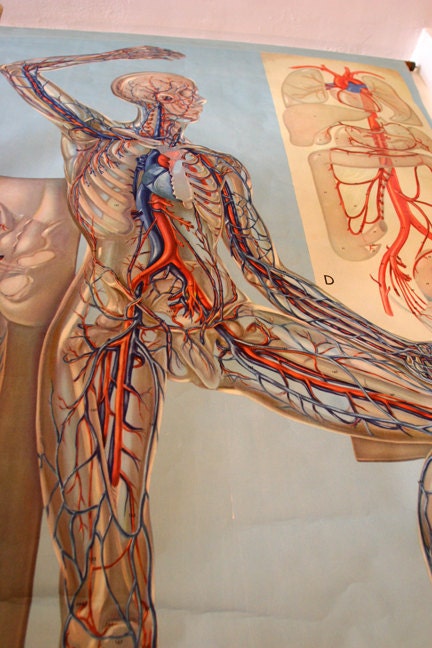Vintage Anatomical Circulatory System Wall Chart