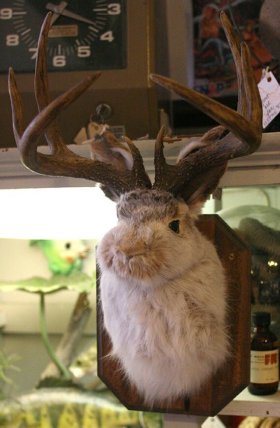 Taxidermy Jackalope by WoollyMammothChicago on Etsy