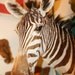 Vintage Taxidermy Zebra Mount