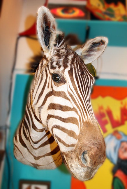 Vintage Taxidermy Zebra Mount