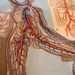 Vintage Anatomical Circulatory System Wall Chart
