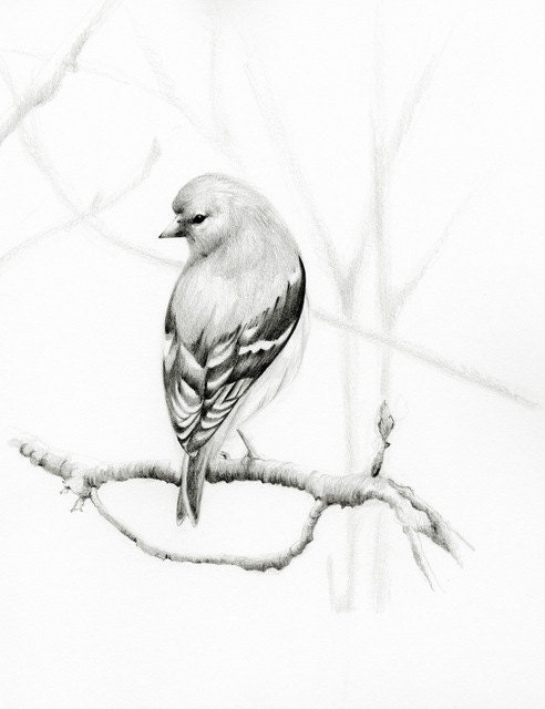 Bird Pencil Drawing Fine Art Print of my Original Bird Pencil Drawing Black and White Teamt