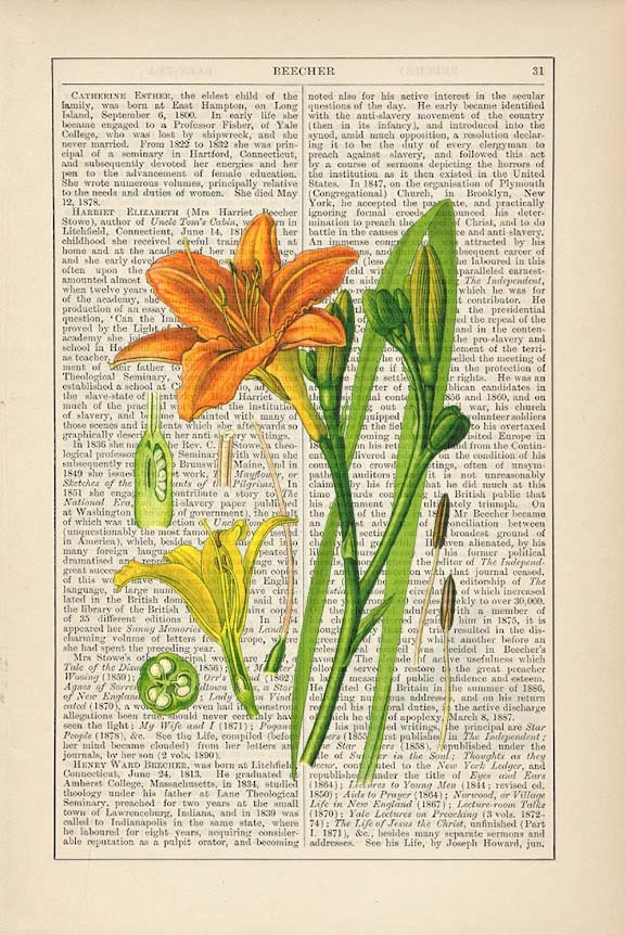Orange Lily Botanical Print on Antique 1895 Encyclopedia Page