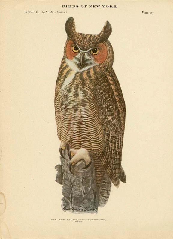 BIRDS of NEW YORK Antique Art Print Plate 57 Great Horned Owl