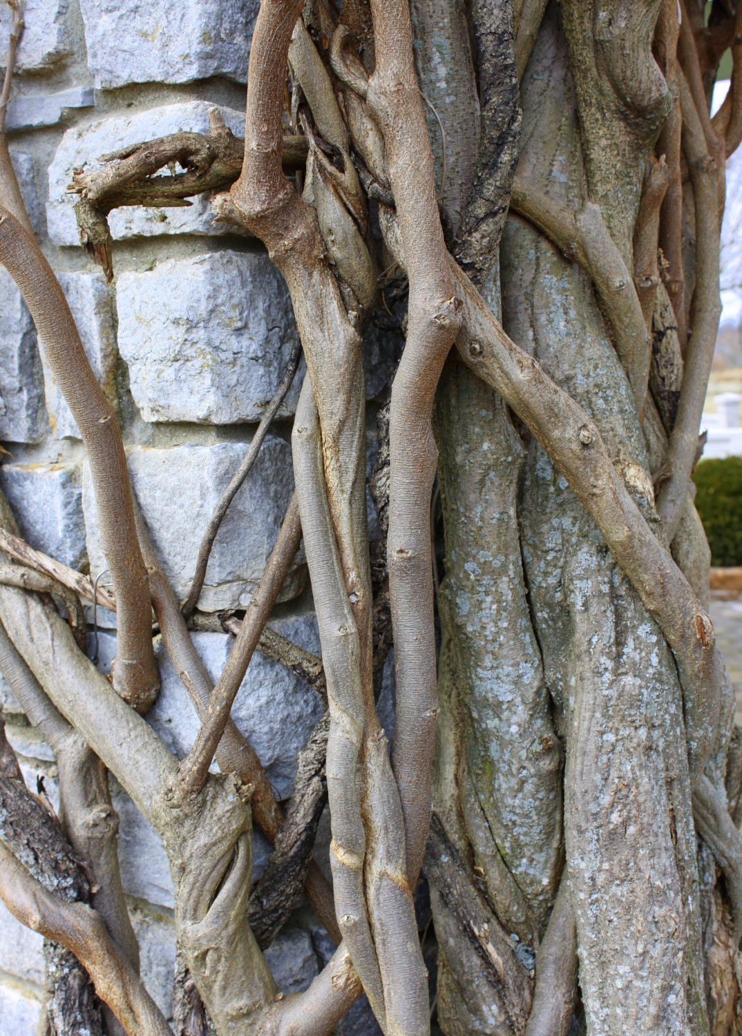 Wisteria Vines on Stone Pillar, University of Kentucky Arboretum, Lexington--8 x 10 fine art photo, signed
