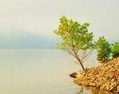 Sycamore Sapling, Cave Run Lake, Kentucky--8 x 10 fine art photo, signed
