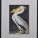RESERVED FOR JO White Pelican by James John Audubon