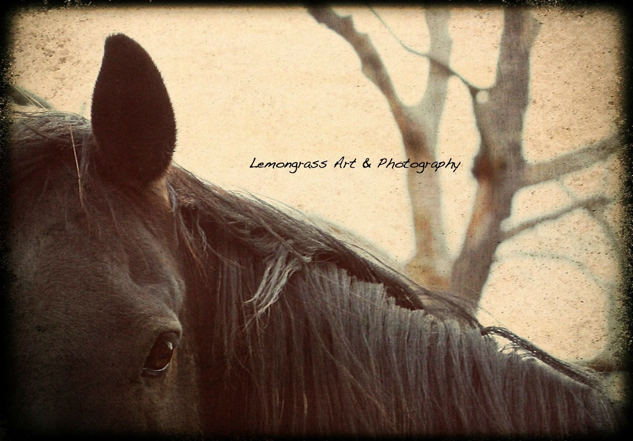 Smokey Brown Horse Fine Art Print 7 x 10 - LemongrassArt