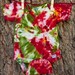 ROSE - Tie Dye Organic Cotton Onesie - Newborn Size