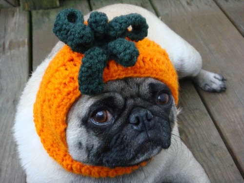 Dog Hat - Pumpkin Hat Freshly Picked Off The Vine