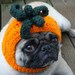 Dog Hat - Pumpkin Hat Freshly Picked Off The Vine