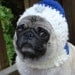 Dog Hat - Hanukkah with the Star of David / Made To Order