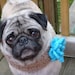 Bloomin' Beauty  Neck Warmer for Dogs - Made To Order
