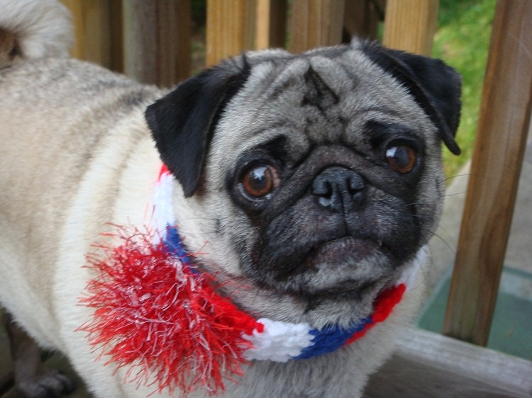 Patriotic Fireworks Neck Warmer for Dogs and Cats - Made To Order