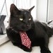 Cat Tie - The Hypnotizer