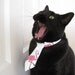 Cat Tie - He's a Wild n' Crazy Guy