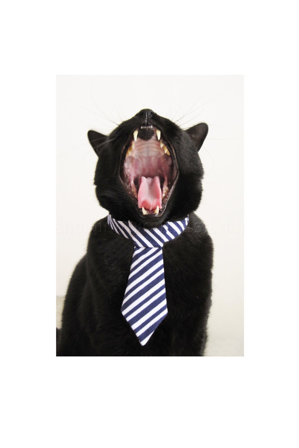 Cat Tie - Big Daddy