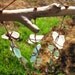 Multi-Color Sea Glass and Driftwood Windchime