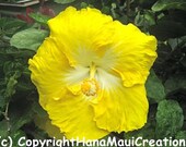 Yellow Hibiscus Flower, Photo Note Card, Hawaiian, Tropical, Photography, Hawaii Flowers, Handmade