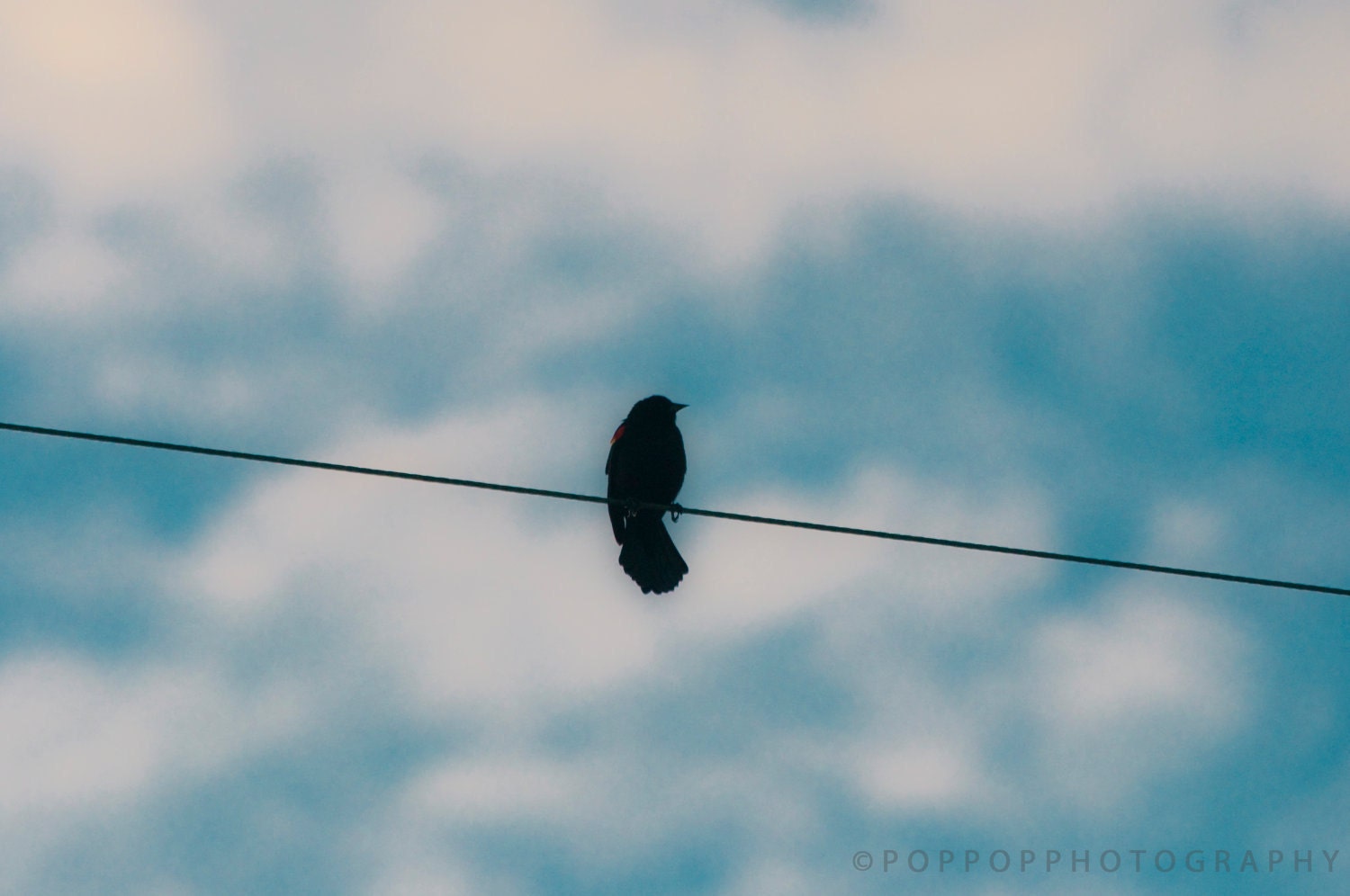 Bird on  Wire Black Bird Fine Art Photograph 8x10 Tight Rope Home Decor Gift for Him Gift for Her Blue White Black