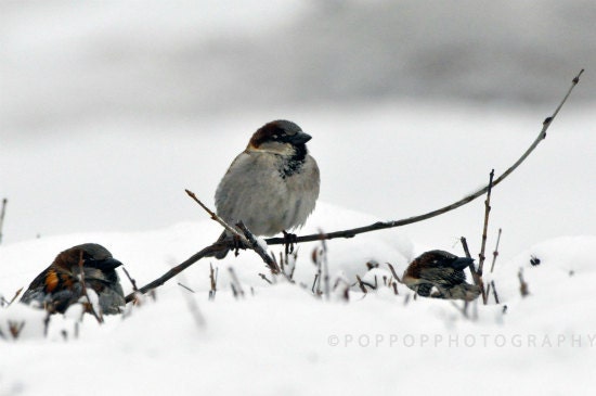 Nature Bird Sparrow Fine Art Photograph 8x10 Home Decor Gift for Him Gift for Her Grey Gray Natural Colors Neutral