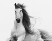 Stallion's Glory - Fine Art Horse Photograph