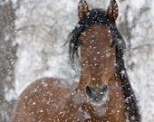 Snow Stallion - Fine Art Horse Photograph - WildHoofbeats