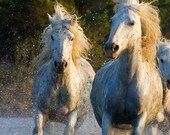 Camargue Spray - Fine Art Horse Photograph
