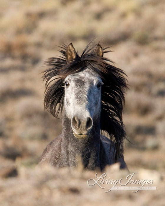 Gray Stallion Head On - Fine Art Wild Horse Photograph