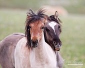 Summer  Play - Fine Art Wild Horse Photograph - WildHoofbeats