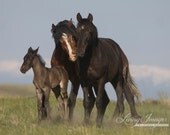 Wild Family in the Spring - Fine Art Wild Horse Photograph