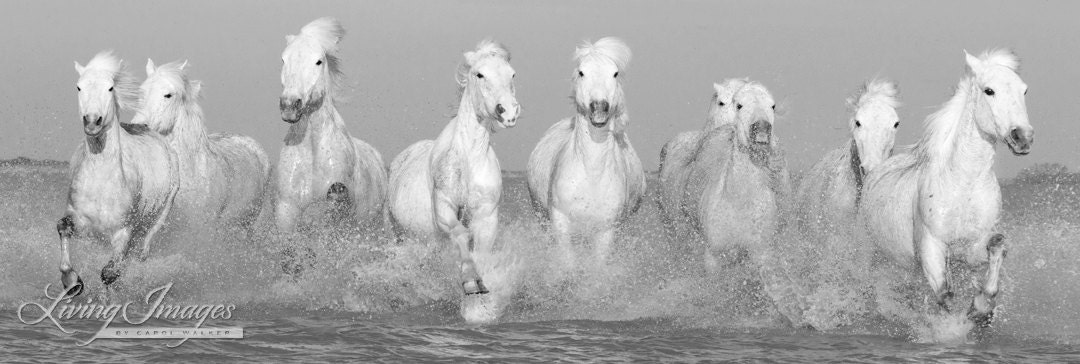 Camargue Horses Running - Fine Art Horse Photograph