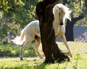 The Stallion and the Tree Fine Art Horse Photograph