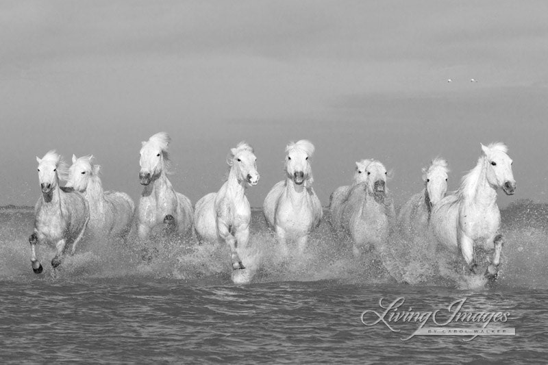 Camargue Horses Running II - Fine Art Horse Photograph