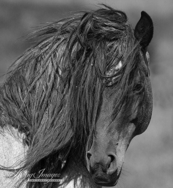 Freedom Comes Close - Fine Art Horse Photography